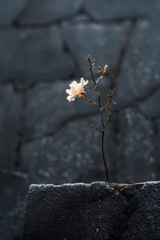 Minimalist design of a lone flower on a memorial.