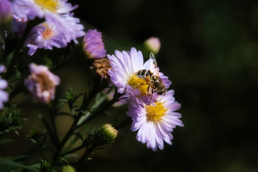 Hoverfly on a delicate pink flower collecting pollen. Macro shot of an insect. Animal in nature
