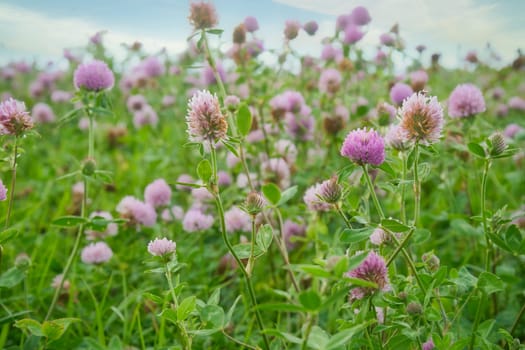 Summer meadow with clover. Pink and white flowers in the green grass. Healing and fodder plant. Flowers in nature