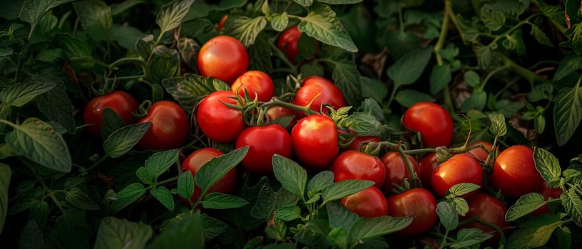 Twilight settles over a rich harvest of tomatoes, enveloping the lush greenery in subtle darkness