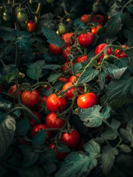A bountiful crop of ripe, juicy tomatoes grows amidst a lush canopy of verdant leaves in a backyard garden