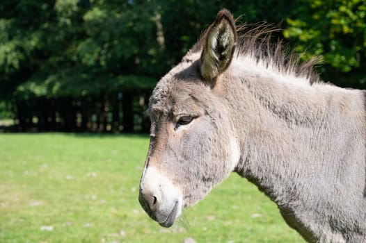 Donkey on a green meadow, forest with trees, foal animal on a farm, ass, domesticated equine