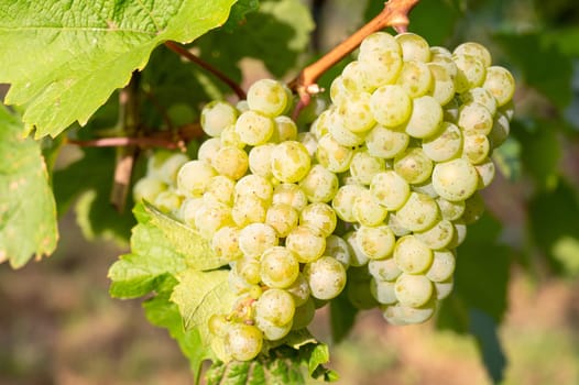 Green riesling wine grapes growing on vine, vineyard in Trier, Moselle Valley Germany, landscape and agriculture, rhineland palatine