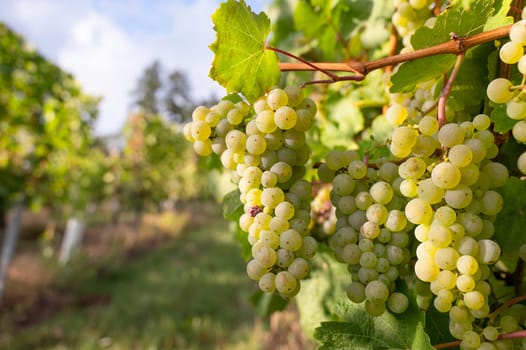 Green riesling wine grapes growing on vine, vineyard in Trier, Moselle Valley Germany, landscape and agriculture, rhineland palatine