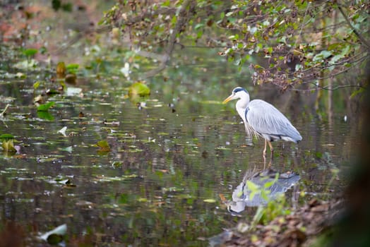 Great Egret is standing in the pond, wildlife of wetland, water bird in nature habitat, gray heron