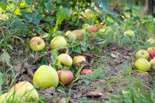 Ripe fallen apples on the ground, healthy fruits on platation, harvest in summer or autumn, agriculture farm, garden