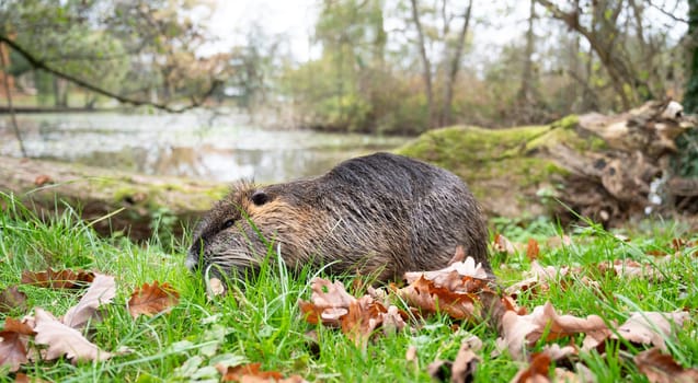 Nutria river rat, coypu herbivorous, semiaquatic rodent family Myocastoridae on the meadow, wildlife animals, habitant wetlands