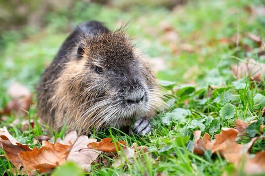 Nutria river rat, coypu herbivorous, semiaquatic rodent family Myocastoridae on the meadow, wildlife animals, habitant wetlands