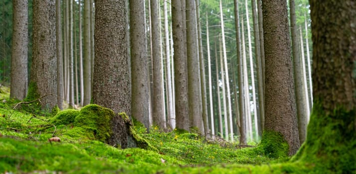 Forest, trunks of fir trees, summer woodland in Germany, green moss, climate and environmental issues