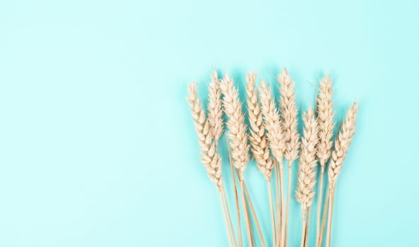 Wheat ears, gluten intolerance, celiac disease or grain allergy, harvest in summer, agriculture for food, farm, blue background