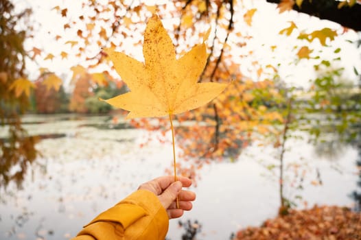 Holding a yellow maple leaf in the hand, colorful autumn foliage, fall season, orange, yellow and red colored leaves