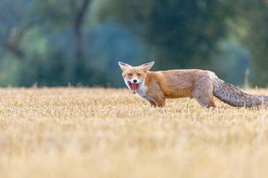 Side view of laughing fox posing in a field. Horizontally.