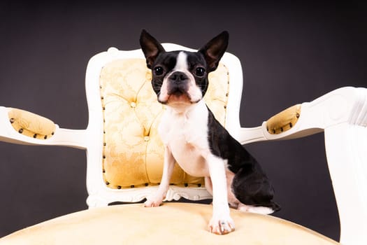Portrait of dog on a white dark background. Attentive Boston Terrier