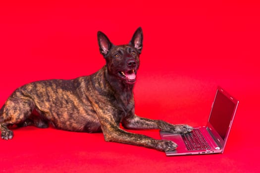 A bossy looking dog Dutch shepherd at computer. Concept of a strict manager, office related humor