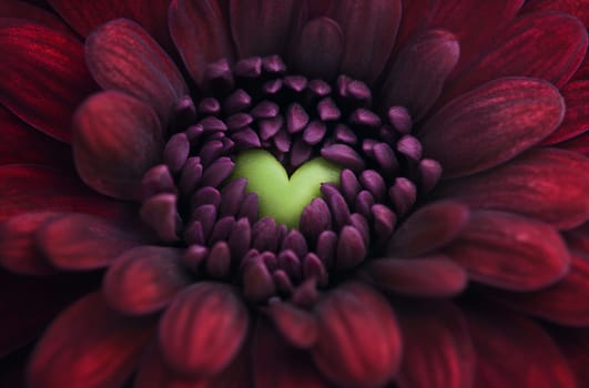 A close-up view reveals vibrant purple flower petals arranged in a heart shape, showcasing intricate textures and patterns.
