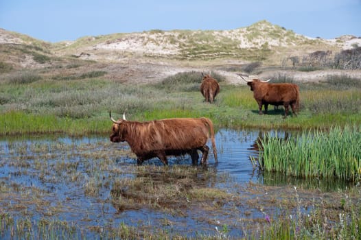 Scottish Highland cattle stand in and on the water on the shore of a small lake in the dune hinterland in a nature reserve near Egmond aan Zee in the Netherlands