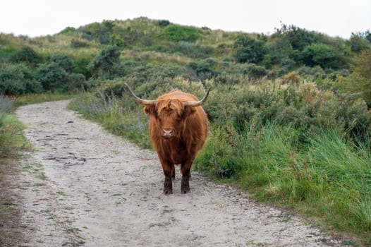 A Scottish highland cattle stands on a footpath in the dune hinterland in a nature reserve near Egmond aan Zee in the Netherlands