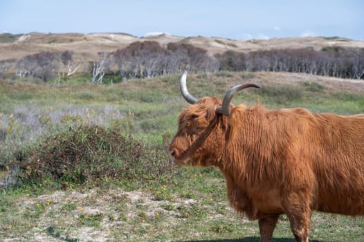 A Scottish Highland cattle in the dune hinterland in a nature reserve near Egmond aan Zee in the Netherlands