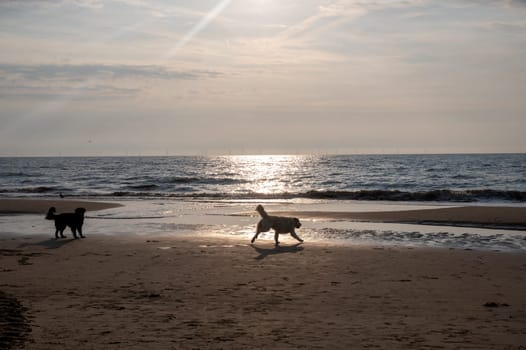 Two dogs are happy to jump around in front of the waves on the beach at sunset