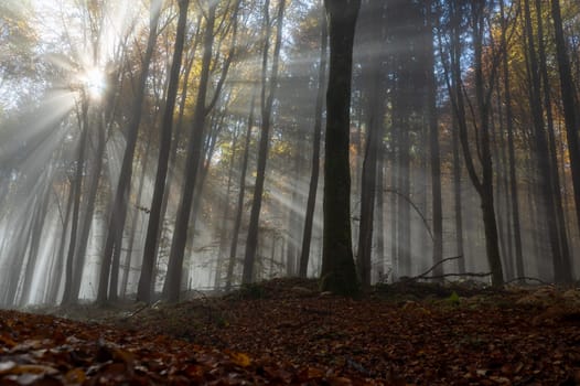 Sun shines in the morning fog in a forest in autumn