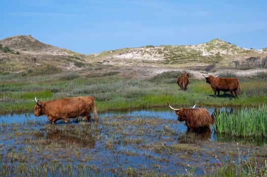 Scottish Highland cattle stand in and on the water on the shore of a small lake in the dune hinterland in a nature reserve near Egmond aan Zee in the Netherlands