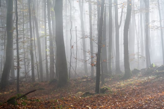 Sun shines in the morning fog in a forest in autumn