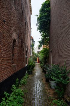Small cozy alley with green plants on the houses in the old town of Alkmaar in the Netherlands