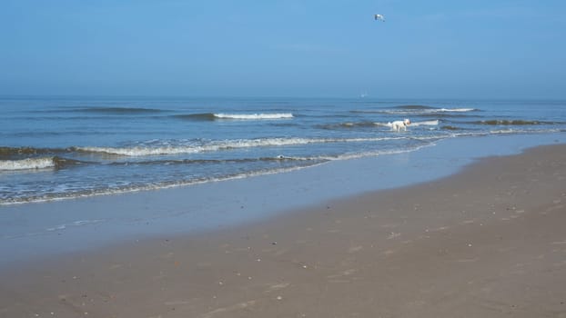 Sandy beach with waves at the sea, a dog with a small ball in its mouth comes out of the water