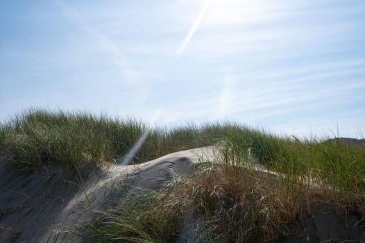 Dunes landscape  with beach grass  and sunrays on the North Sea coast in the Netherlands