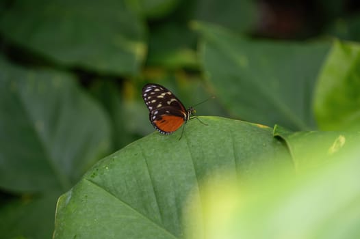Tiger Passionflower butterfly ( Heliconius hecale ) on a green leaf