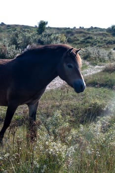 Konik wild horses and Exmoor ponies live in a dune landscape in a nature reserve, for natural management of the dunes to curb the growth of shrubs, near Egmond aan Zee in the Netherlands