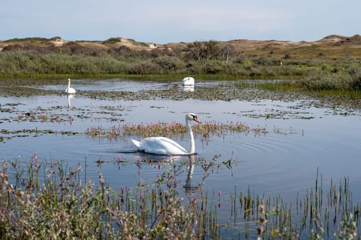 A white swan ( Cygnus ) swims in the water of a small lake in a dune landscape in a nature reserve near Egmond aan Zee in the Netherlands
