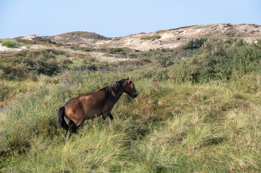 Konik wild horses and Exmoor ponies live in a dune landscape in a nature reserve, for natural management of the dunes to curb the growth of shrubs, near Egmond aan Zee in the Netherlands