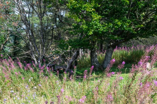 Blooming willowherb (Epilobium angustifolium) on a green meadow with trees in the background