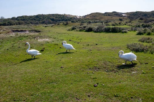 Swans ( Cygnus ) standing in a dune landscape in a nature reserve near Egmond aan Zee in the Netherlands