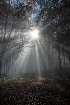 Sun shines in the morning fog in a forest in autumn