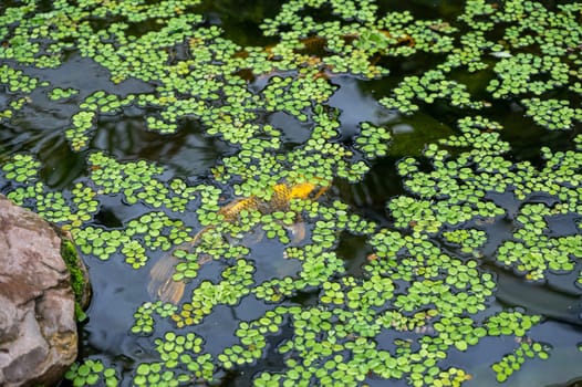 A Koi carp fish in the water of a pond