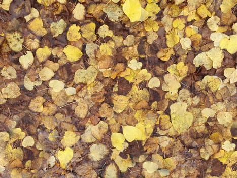 brown yellow autumn leaves texture useful as a background