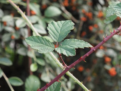 wild blackberry plant scientific name Rubus ulmifolius