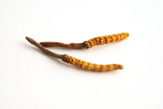 Cordyceps sinensis or Ophiocordyceps sinensis isolated on white background, mushroom herb treatment medicine.