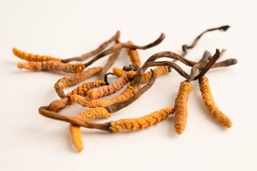 Cordyceps sinensis or Ophiocordyceps sinensis isolated on white background, mushroom herb treatment medicine.