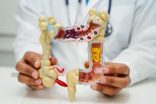 Intestine, doctor holding human anatomy model for study diagnosis and treatment in hospital.