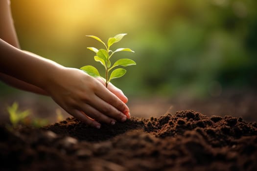 Female hands plant young plant in open ground. Greening the planet. Ecological measures of each person