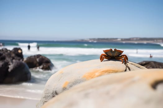 close-up of a crab without claw on the seashore in the morning. Neural network AI generated art