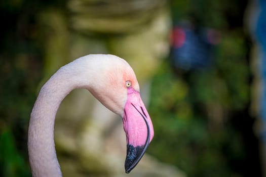 Closeup shot of Greater Flamingo, Phoenicopterus roseus, with blurry background and selective focus