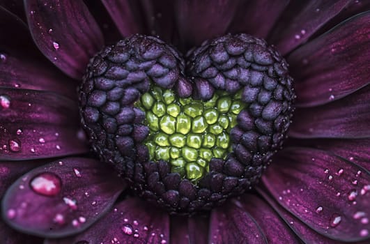 A striking purple flower with a heart-shaped center, showcasing vibrant green and intricate textures, covered in raindrops.