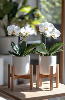 Two white orchids in stylish planters enhance the bright atmosphere of a cozy indoor space, showcasing their delicate beauty.