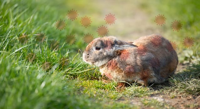 Hare or rabbit with infectious Tularemia or rabbit fever disease, bacteria Francisella tularensis spread by ticks and flies, pet animal