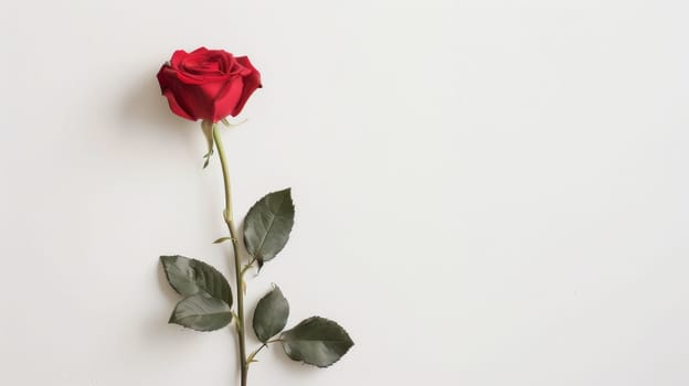 A single red rose against a white background, symbolizing love in its simplest form