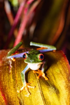 Red-eyed tree frog (Agalychnis callidryas), Beautiful iconic Green frog with red eyes sits on a red leaf in the tropics. Refugio de Vida Silvestre Cano Negro, Costa Rica wildlife.